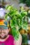 Epipremnum Marble Queen-7.jpg