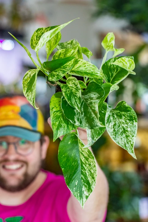 Epipremnum Marble Queen-7.jpg