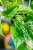 Epipremnum Marble Queen-8.jpg