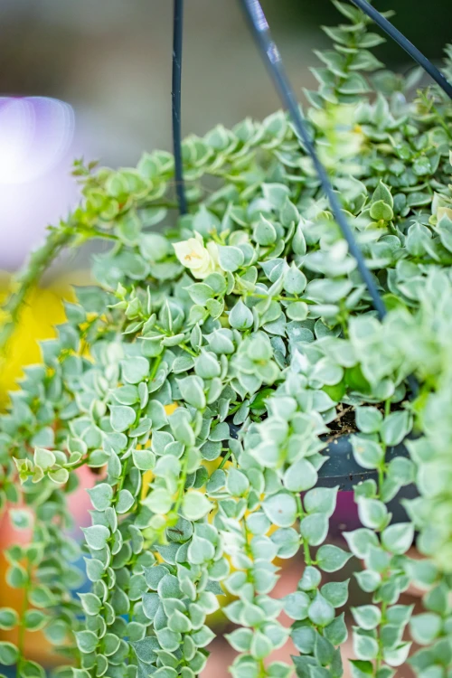 Dischidia Ruscifolia Variegata ø14 cm-8.jpg