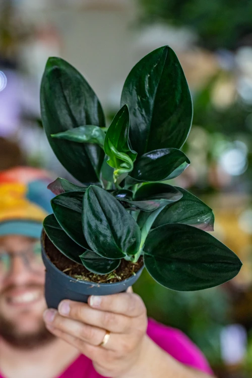 Scindapsus Treubii Dark Form-7.jpg