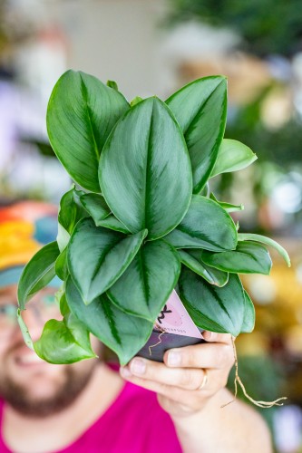 Scindapsus Treubii Moonshine-7.jpg