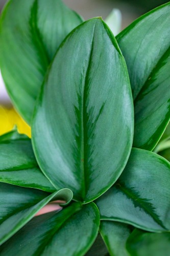 Scindapsus Treubii Moonshine-8.jpg