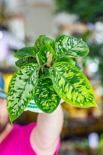 Adelonema Walisii Camuflage-1.jpg