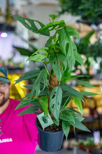 Epipremnum Cebu Blue-1.jpg