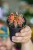 Gymnocalicium Japan Mix-10.jpg