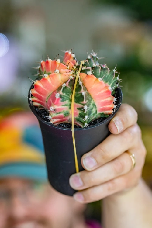 Gymnocalicium Japan Mix-11.jpg
