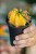 Gymnocalicium Japan Mix-7.jpg
