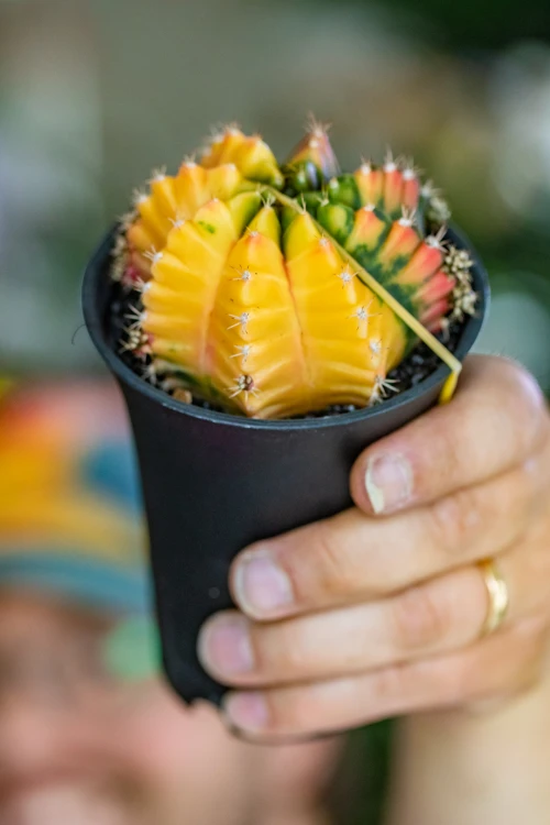 Gymnocalicium Japan Mix-7.jpg