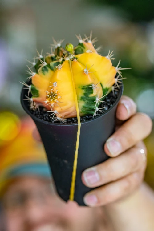 Gymnocalicium Japan Mix-8.jpg