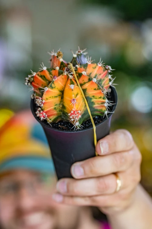 Gymnocalicium Japan Mix-9.jpg