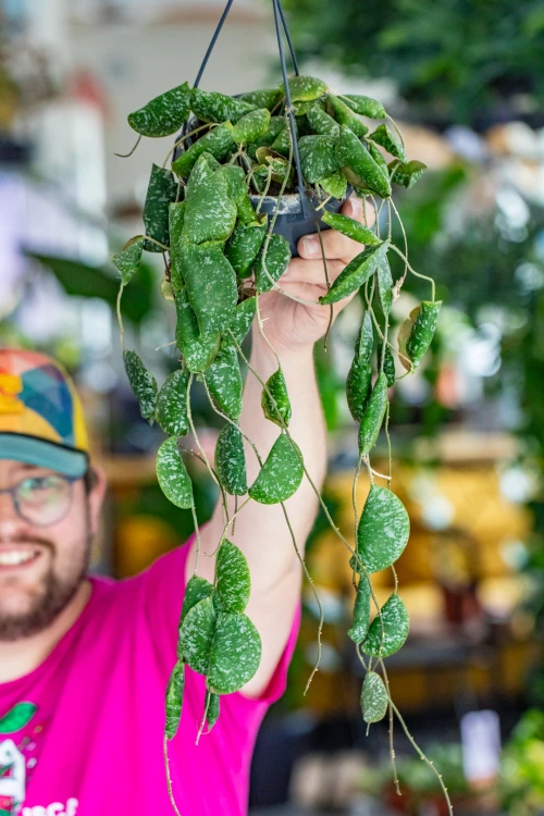 Hoya Imricata-1.jpg