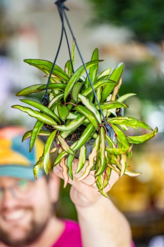 Hoya Wayetti-1.jpg