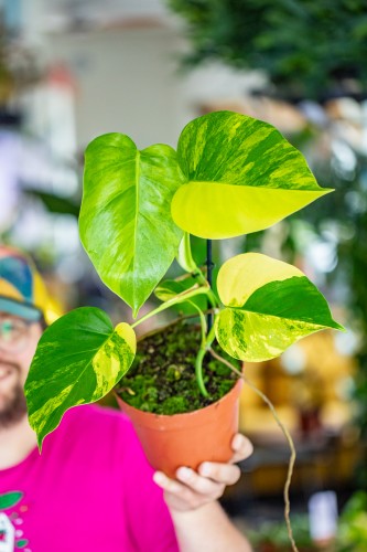 Monstera Aurea-1.jpg