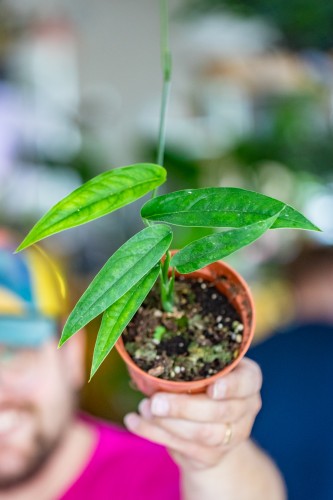 Monstera YAnsuni-2.jpg