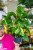 Monstera LEchleriana-5.jpg