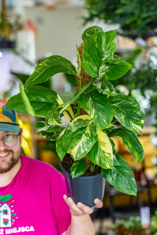 Monstera LEchleriana-5.jpg
