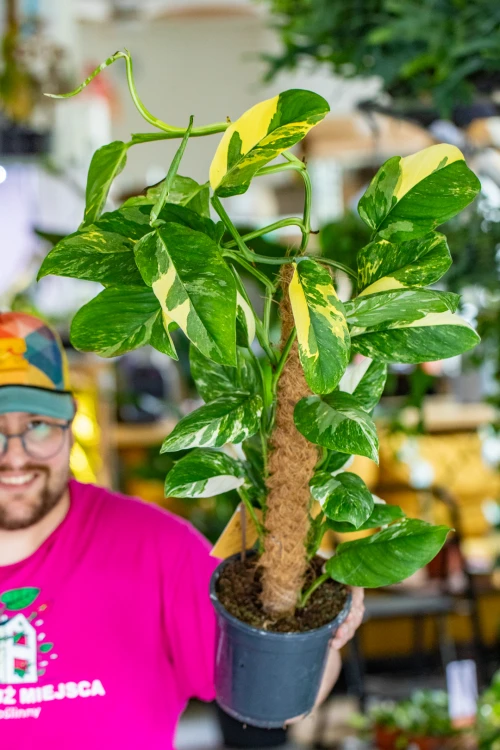 Monstera LEchleriana-4.jpg