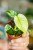 Monstera Mint-1.jpg