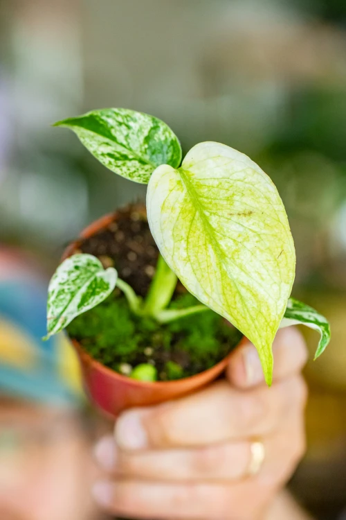 Monstera Mint-1.jpg