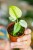 Monstera Mint-2.jpg
