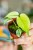 Monstera Mint-3.jpg