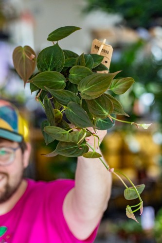 Philodendron Micans-1.jpg