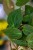 Philodendron Micans-2.jpg