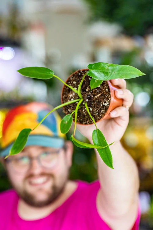 Philodendron SS-5.jpg