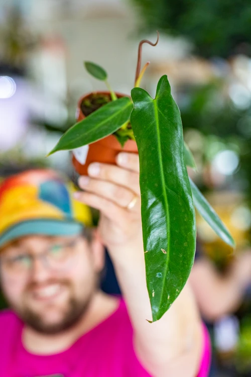 Philodendron SS-6.jpg