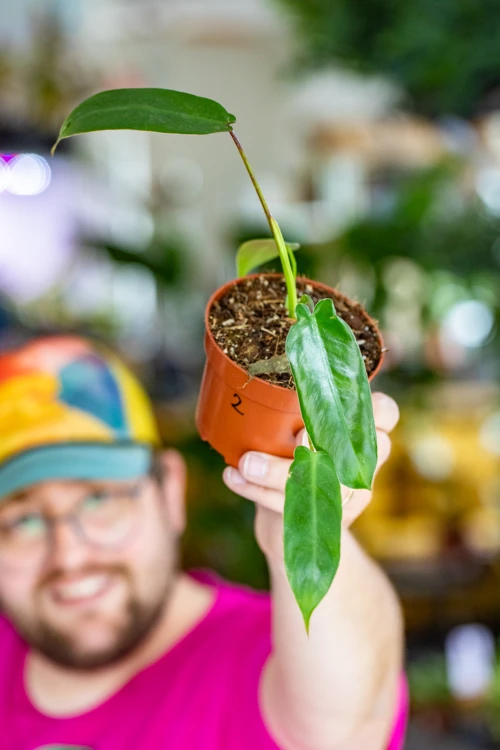 Philodendron SS-7.jpg