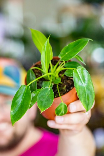 Philodendron SS-2.jpg