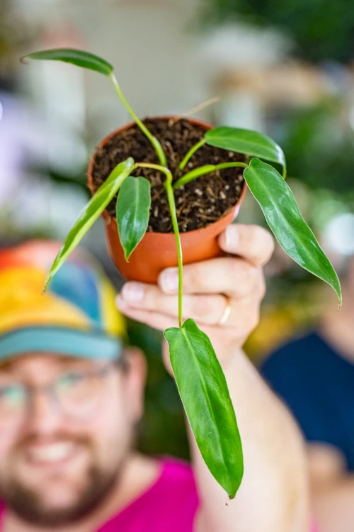 Philodendron SS-3.jpg