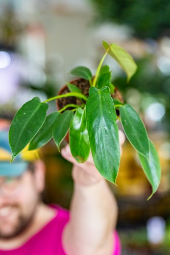 Philodendron SS-1.jpg