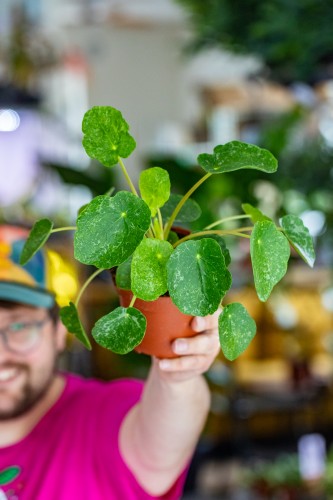 PIlea sugar-1.jpg