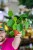 PIlea sugar-1.jpg