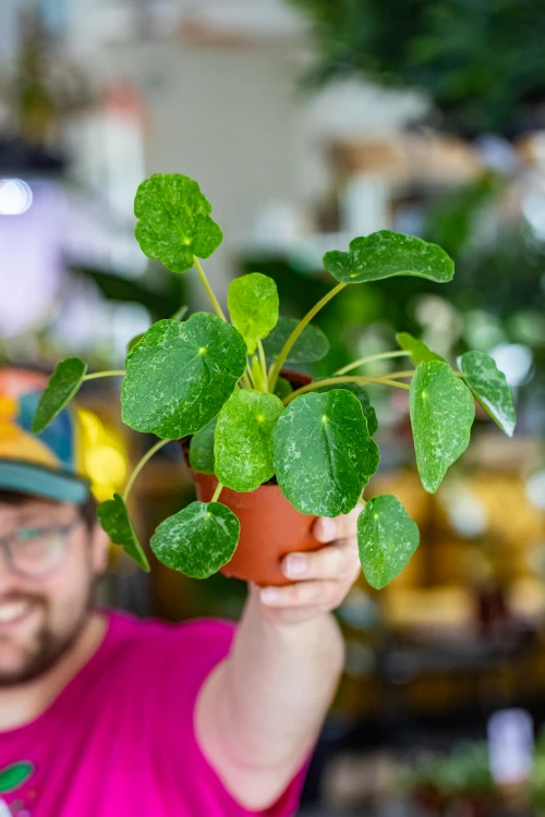 PIlea sugar-1.jpg