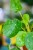 PIlea sugar-2.jpg