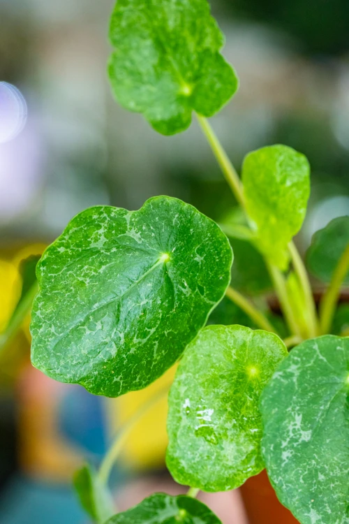 PIlea sugar-2.jpg