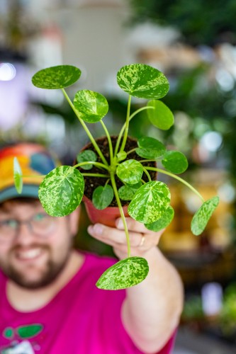 PIlea MOhit-1.jpg