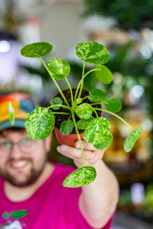 PIlea MOhit-1.jpg