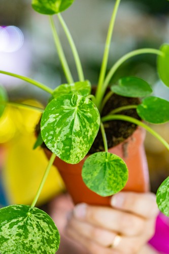 PIlea MOhit-2.jpg