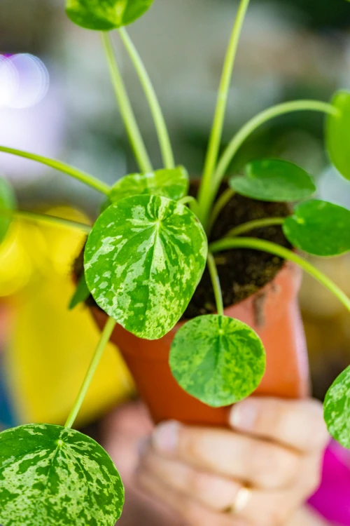 PIlea MOhit-2.jpg
