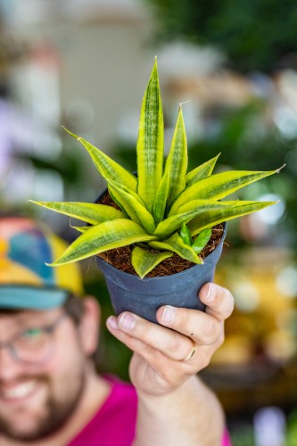 Sansevieria-1.jpg