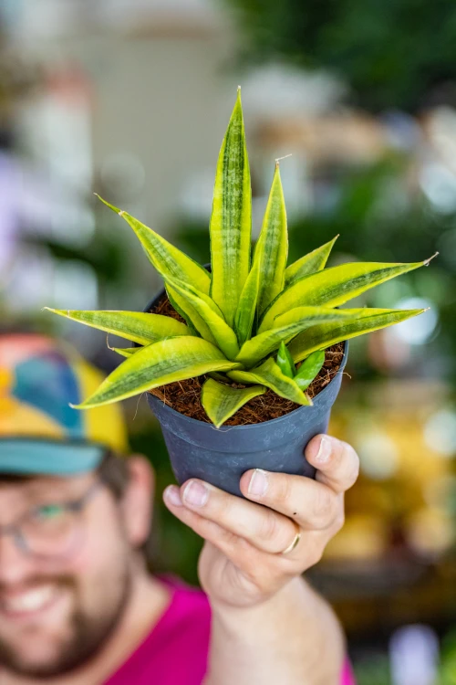 Sansevieria-1.jpg