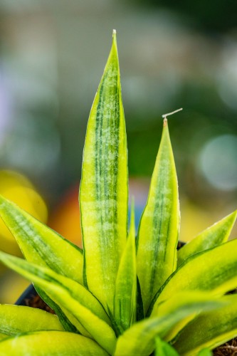 Sansevieria-2.jpg