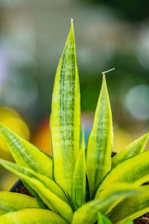 Sansevieria-2.jpg