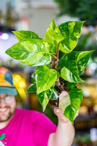 Philodendron Fresh Aurea-1.jpg