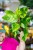 Philodendron Fresh Aurea-1.jpg