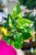 Philodendron Fresh Aurea-2.jpg